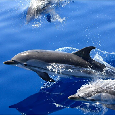 Avistamiento de Delfines y Ballenas en Corralejo,